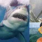 Jameson Reeder Jr., the boy who survived a shark attack and credits Jesus for his miraculous survival