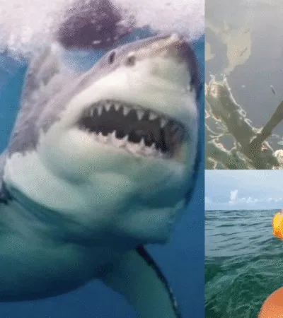 Jameson Reeder Jr., the boy who survived a shark attack and credits Jesus for his miraculous survival